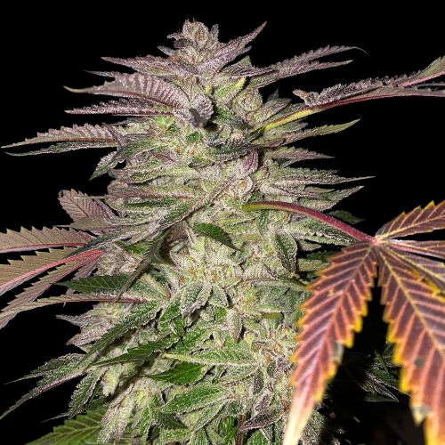 Gelato Cake, semillas feminizadas de T.H.Seeds