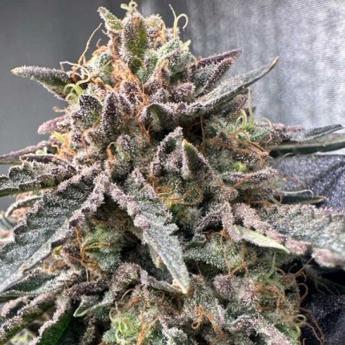 Pink Zhees, semillas feminizadas de Conscious Genetics