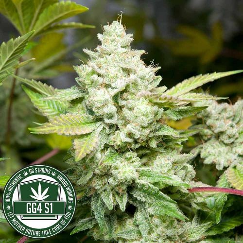 Original Glue (GG4) fka Gorilla Glue 4 Female Cannabis Seeds by GG Strains