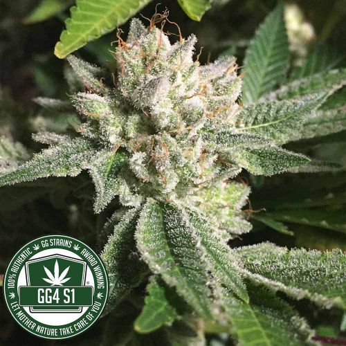 Original Glue (GG4) fka Gorilla Glue 4 Female Cannabis Seeds by GG Strains