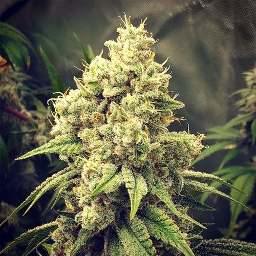 GG Wedding Mints, semillas regulares de GG Strains