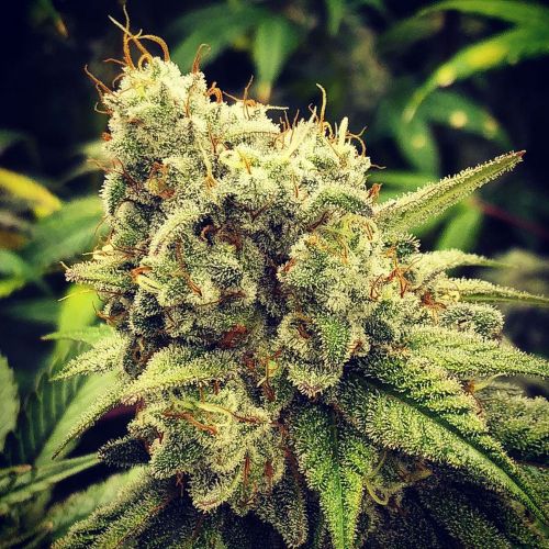 GG Wedding Mints, semillas regulares de GG Strains