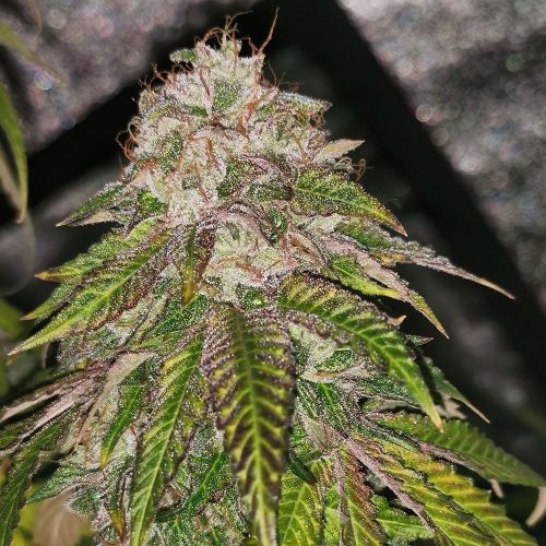 GMO Rainbowz, semillas feminizadas de Pheno Finders