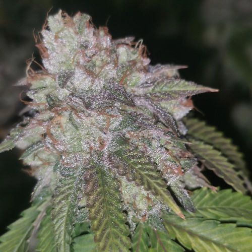 GMO Rainbowz, semillas feminizadas de Pheno Finders