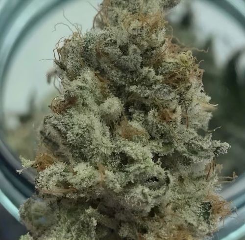 Golden Lemon Juice, semillas regulares de Crockett Family Farms