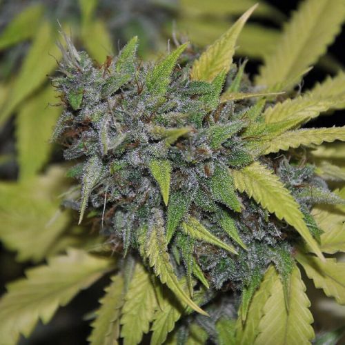 Grandaddy Confidential, semillas feminizadas de Pheno Finder Seeds