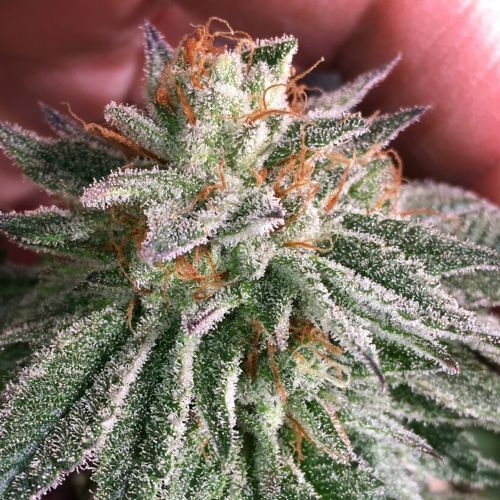 Grape Smash, semillas regulares de Dark Horse Genetics