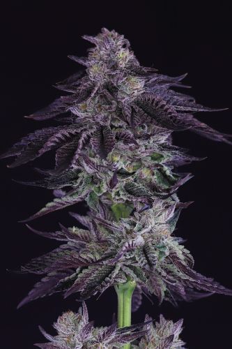 Grape X, semillas regulares de Crockett Family Farms