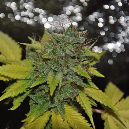 Grapefruit Diesel, semillas feminizadas de Pheno Finder Seeds