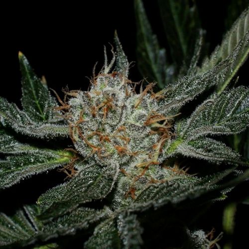 Grenadine, semillas feminizadas de Karma Genetics 