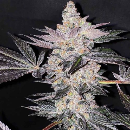 Apple Fudge, semillas feminizadas de Grounded Genetics