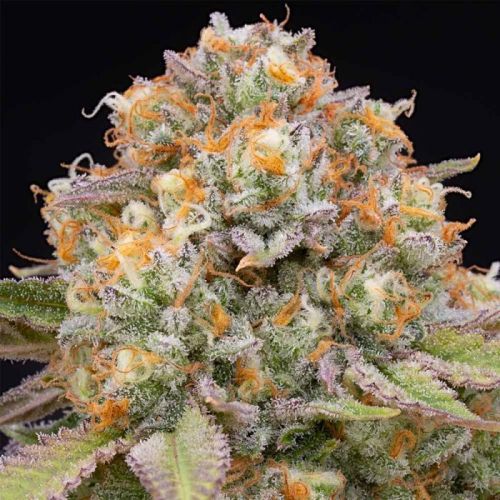 Candy Gas, semillas feminizadas de Grounded Genetics