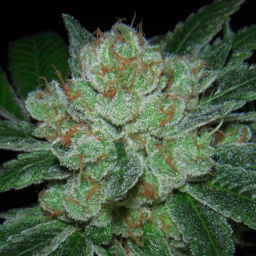 Hell Raiser OG, Semillas regulares de Archive Seedbank