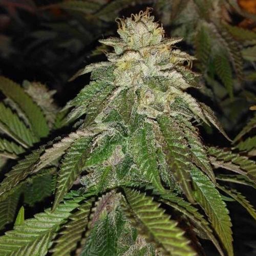 Hot Tropic, semillas regulares de Oni Seed Co