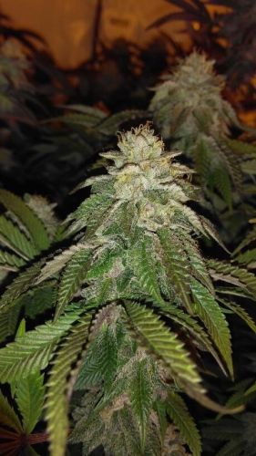 Hot Tropic, semillas regulares de Oni Seed Co