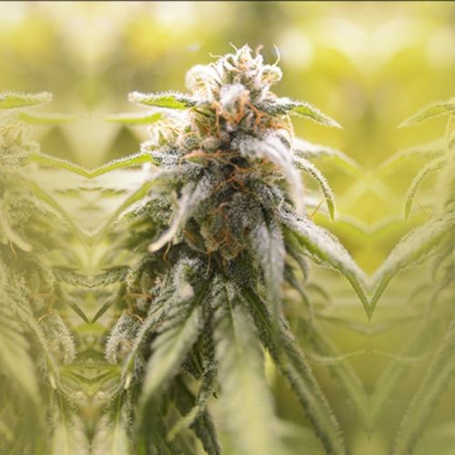 CBD Afghani, semillas feminizadas de House of the Great Gardener