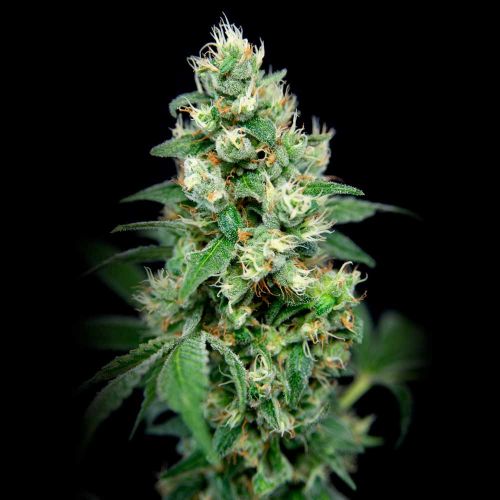 Grapefruit Barb, semillas feminizadas de House of the Great Gardener