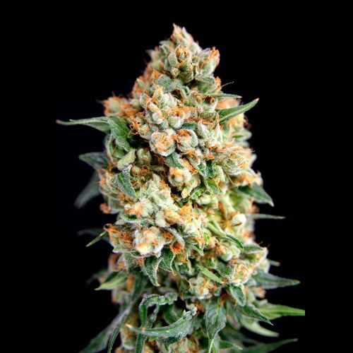 Sticky Barb, semillas feminizadas de House of the Great Gardener