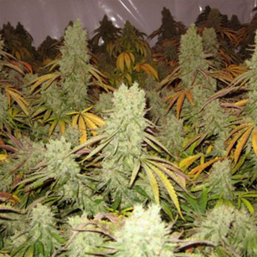 Ice Cream, semillas feminizadas de Paradise Seeds