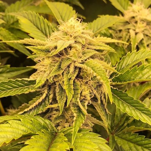 Ice Cream Zundae, semillas regulares de Dark Horse Genetics