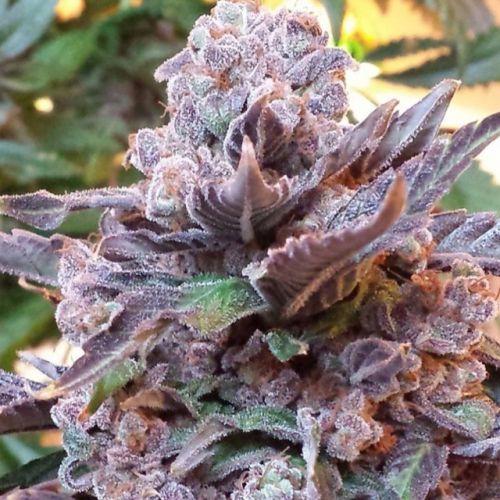 Purple Strawberry Bliss, semillas feminizadas de PhenoFinder Seeds