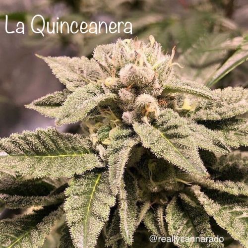 La Quinceanera, semillas feminizadas de Cannarado Genetics