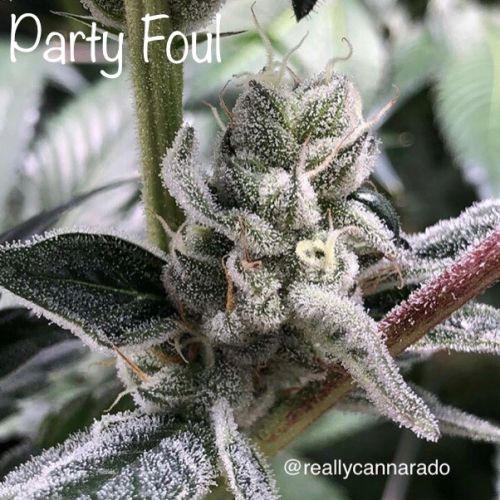 Party Foul, semillas feminizadas de Cannarado Genetics