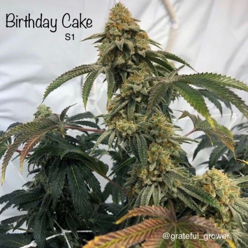 Birthday Cake S1, semillas feminizadas de Cannarado Genetics