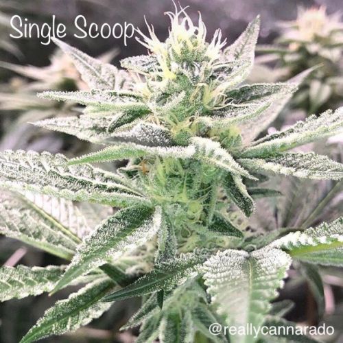 Single Scoop, semillas feminizadas de Cannarado Genetics