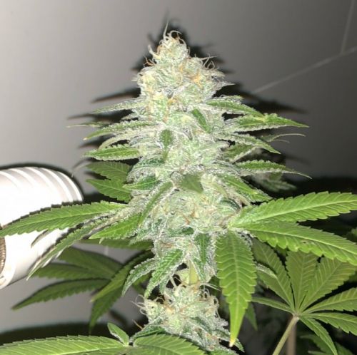 Lemon Sherbert, semillas feminizadas de PhenoFinder Seeds