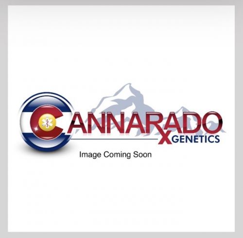 Party Foul, semillas feminizadas de Cannarado Genetics