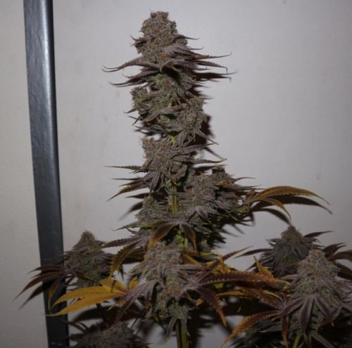 Purple Strawberry Sherbert, semillas feminizadas de PhenoFinder Seeds