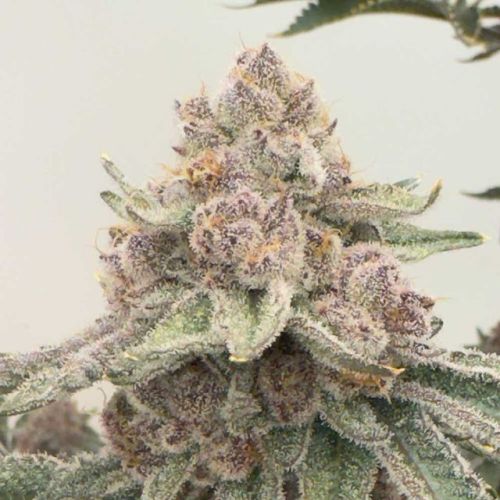 Jelly Cat, semillas feminizadas de Mosca Seeds