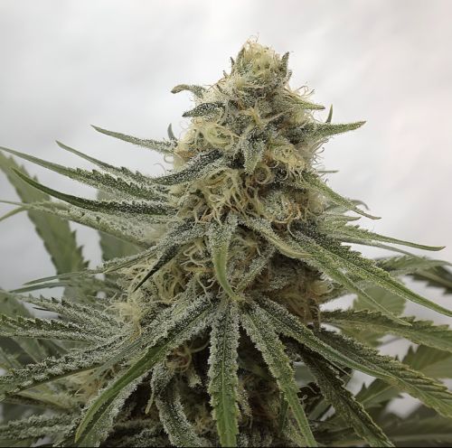 Juicy Dreams, semillas regulares de Crockett Family Farms