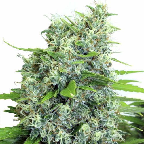 Kali-Bubba, semillas regulares de Serious Seeds