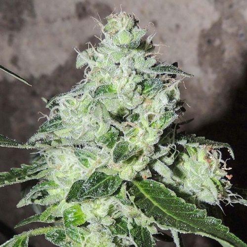 Headbanger, semillas regulares de Karma Genetics