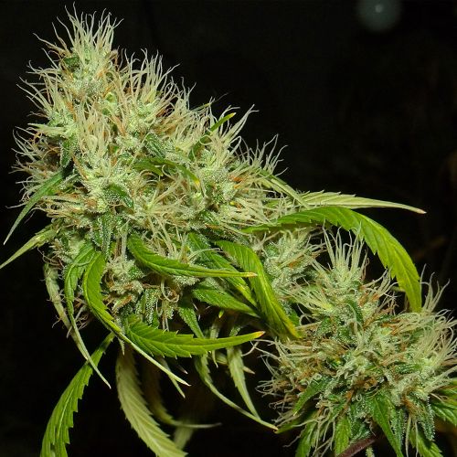 A5Haze S1, semillas feminizadas de Karma Genetics Southern Haze Collective