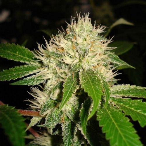 White OG S1, semillas feminizadas de Karma Genetics