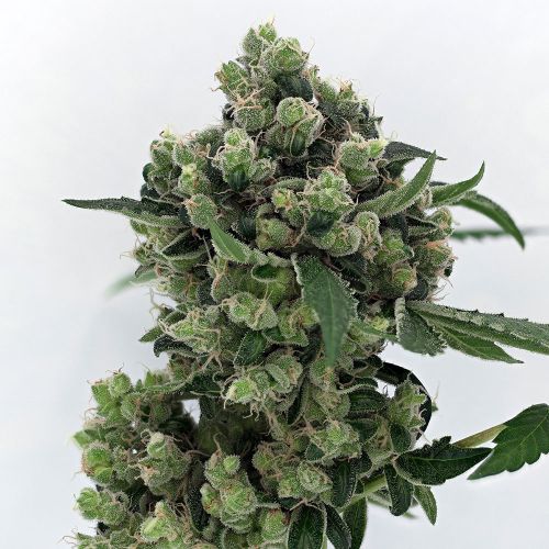 Sour Diesel BX 2, semillas regulares de Karma Genetics