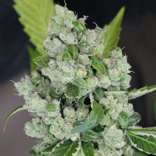 Sour Diesel BX 2, semillas regulares de Karma Genetics