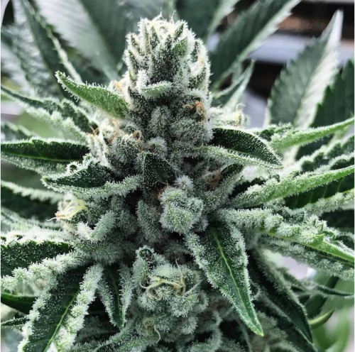 King Mamba, semillas feminizadas de Cali Kush Farms