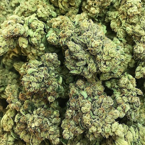 King Mamba, semillas feminizadas de Cali Kush Farms