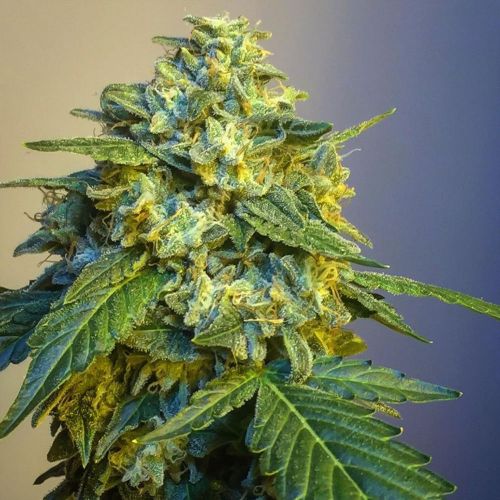 Knightbridge OZ, semillas regulares de Lady Sativa Genetics