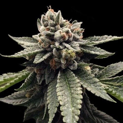 Kosher Dawg, semillas feminizadas de DNA Genetics (3 Semillas)