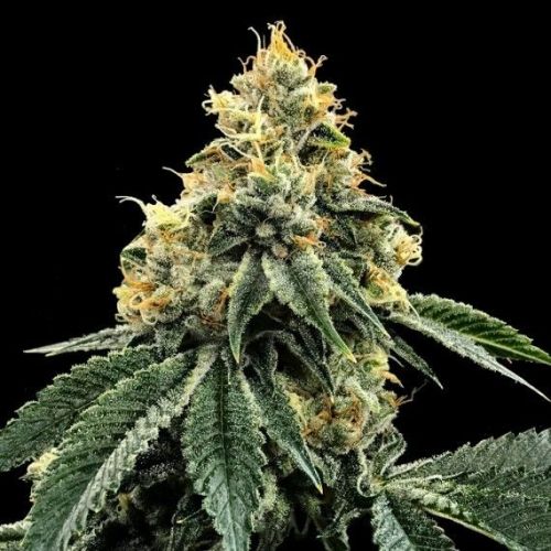 Kosher Dawg, semillas feminizadas de DNA Genetics (3 Semillas)