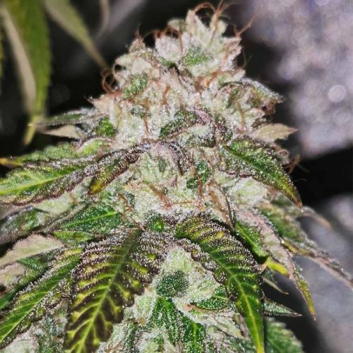 Kuntz 'N Cream, semillas feminizadas de Pheno Finders Seeds