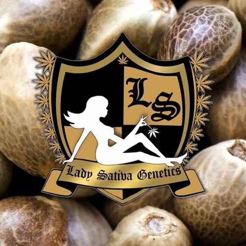 Yoga Sour Flame, semillas regulares de Lady Sativa Genetics