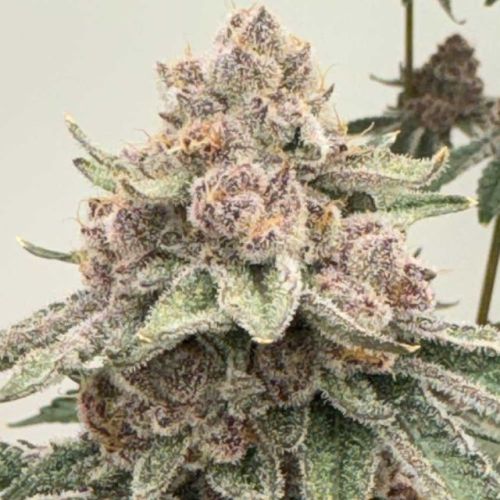 Lane 8, semillas feminizadas de Mosca Seeds