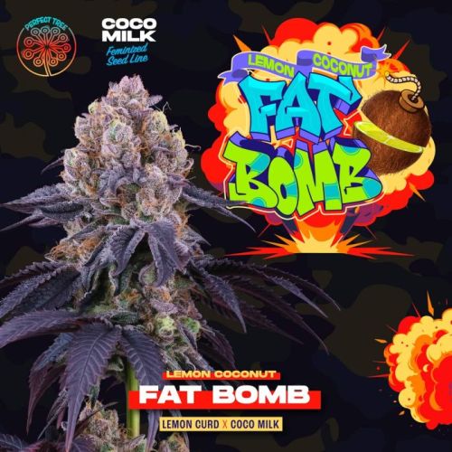 Lemon Coconut Fat Bomb, semillas feminizadas de Perfect Tree Seeds