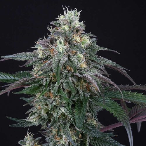 Lemon Curd, semillas feminizadas de Perfect Tree Seeds